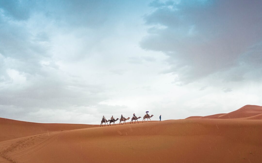 Camels in Moroccan Desert