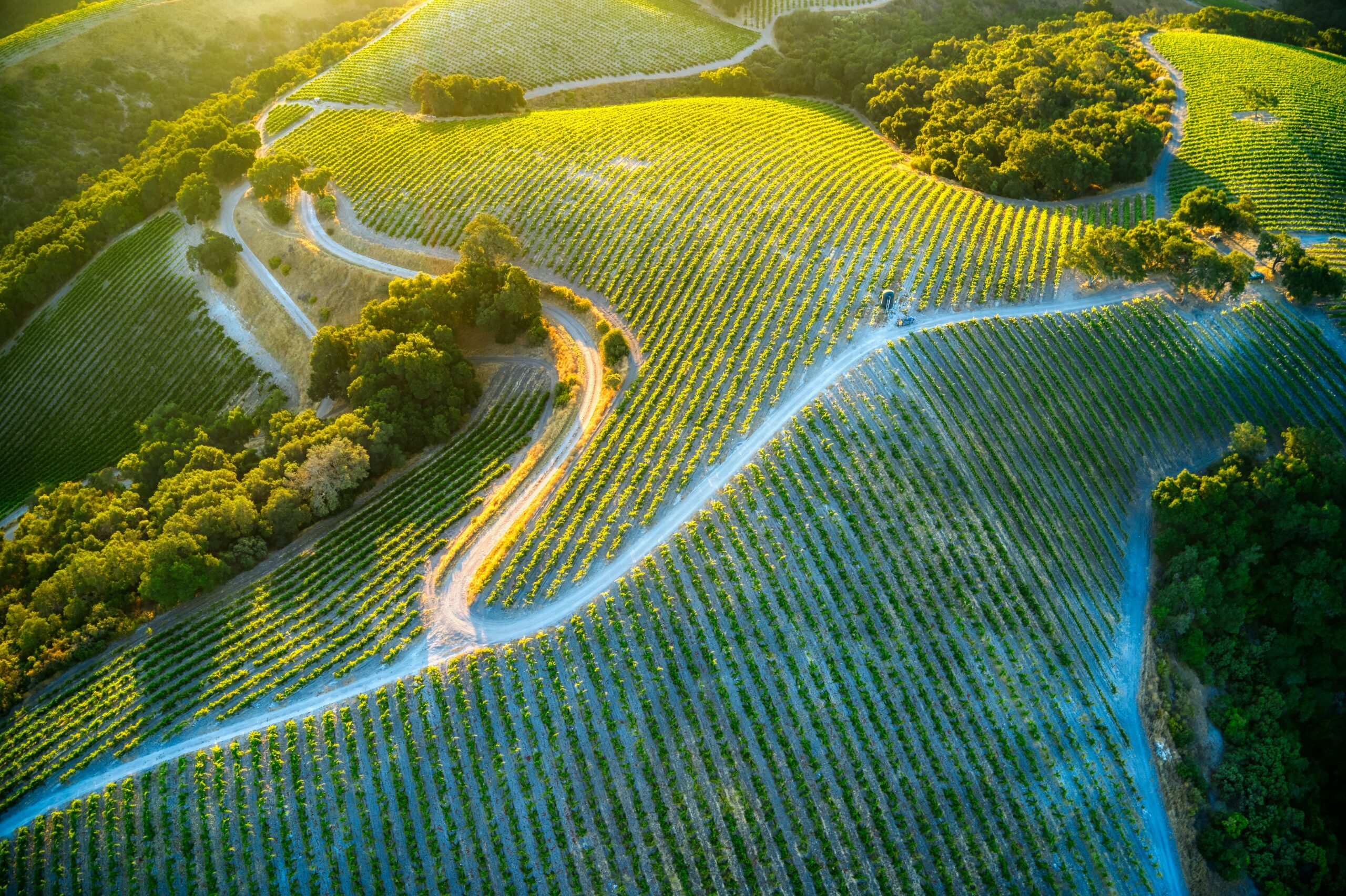Aerial view vineyard Paso Robles
